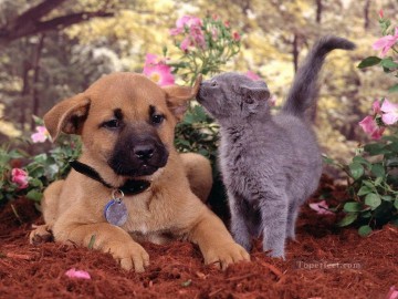 Chat œuvres - chat et chien